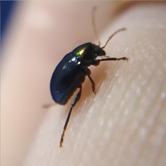 Hermesilla fulgidicollis