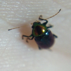 Hermesilla fulgidicollis