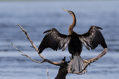 Anhinga rufa