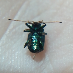 Hermesilla fulgidicollis