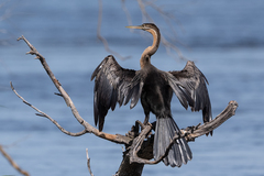 Anhinga rufa