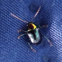 Hermesilla fulgidicollis