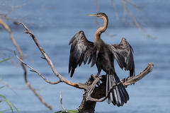 Anhinga rufa