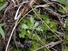 Artemisia michauxiana