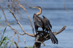 Anhinga rufa