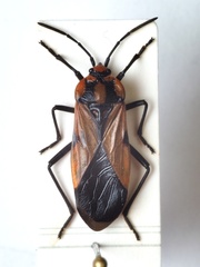 Stalagmostethus fuscatus