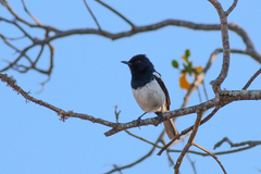 Copsychus albospecularis