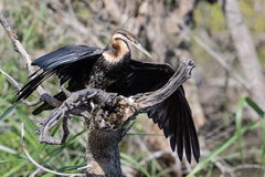 Anhinga rufa