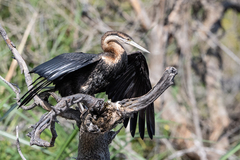 Anhinga rufa