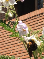 Xylocopa eximia