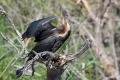 Anhinga rufa