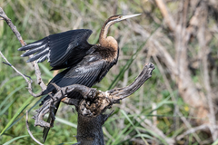Anhinga rufa