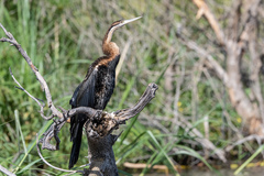 Anhinga rufa