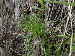 Carex capillaris