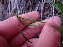 Carex capillaris