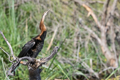 Anhinga rufa