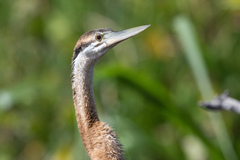 Anhinga rufa