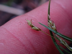 Carex capillaris