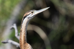 Anhinga rufa