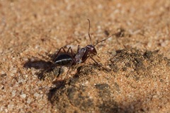 Camponotus aurocinctus