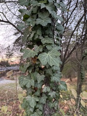Hedera helix