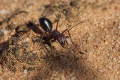 Camponotus aurocinctus