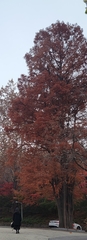 Metasequoia