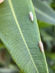Cicadellinae