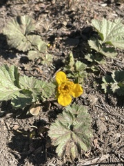 Geum magellanicum