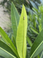 Cicadellinae