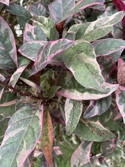 Pseuderanthemum carruthersii