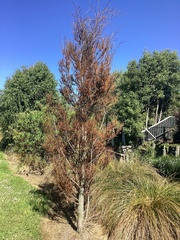 Dacrycarpus dacrydioides