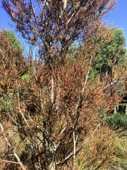 Dacrycarpus dacrydioides