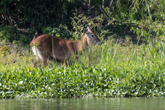 Kobus ellipsiprymnus defassa