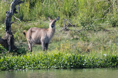Kobus ellipsiprymnus defassa