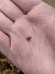 Myrmecophilus pergandei
