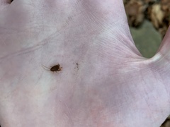 Myrmecophilus pergandei