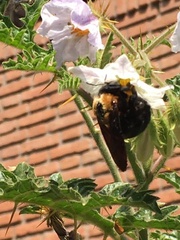 Xylocopa eximia