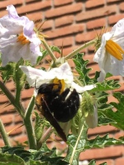 Xylocopa eximia