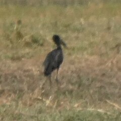 Anastomus lamelligerus