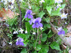Viola sororia