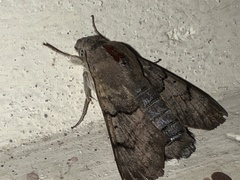 Macroglossum stellatarum