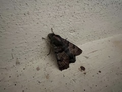 Macroglossum stellatarum