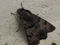 Macroglossum stellatarum