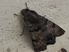 Macroglossum stellatarum