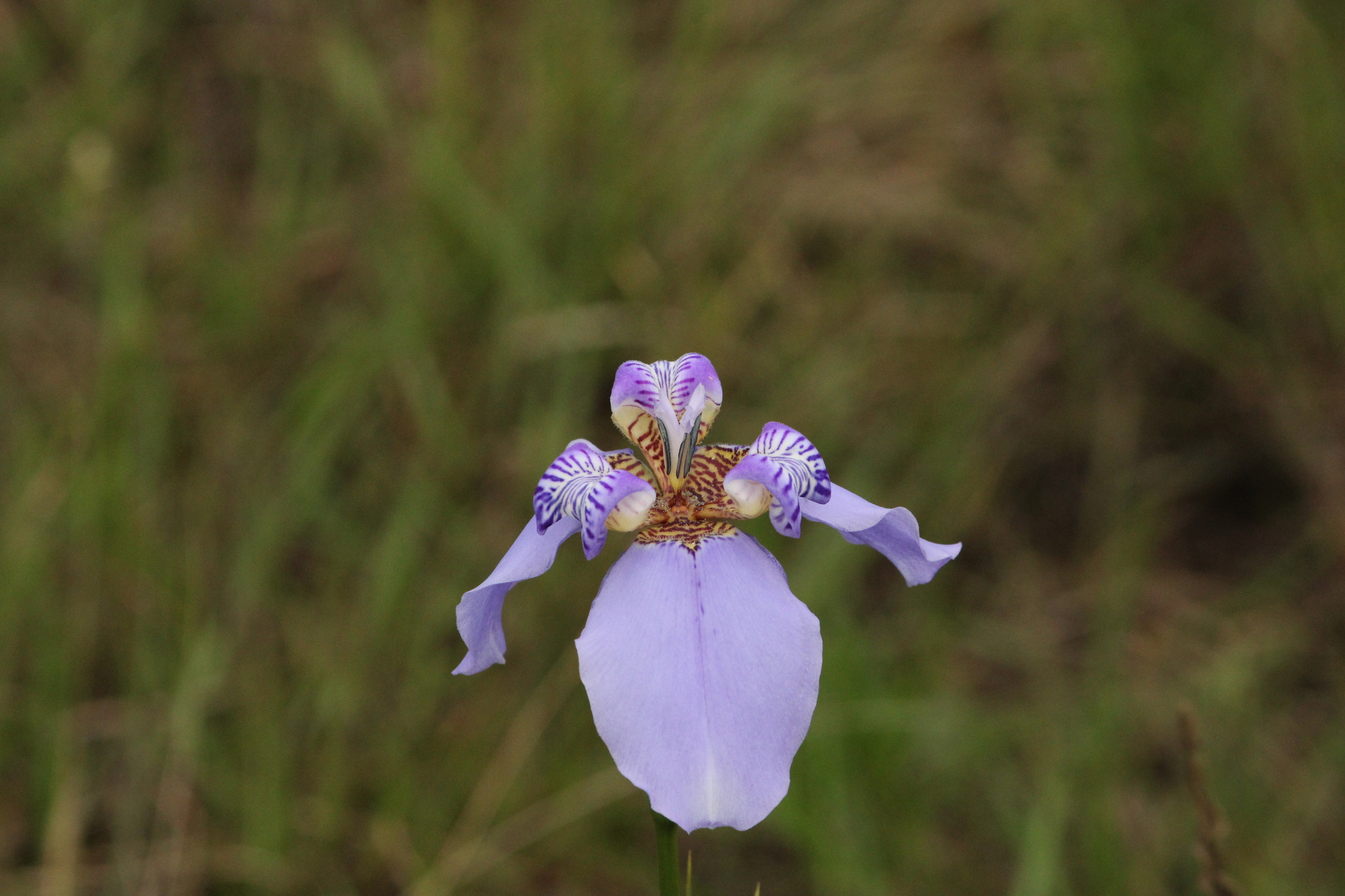 Trimezia coerulea
