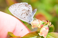Celastrina