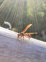 Polistes carnifex carnifex