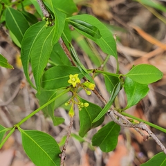 Secamone elliptica