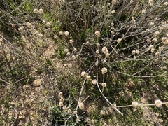 Eriogonum elongatum
